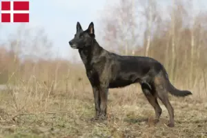 Scopri di più sull'articolo Allevatori di Hollandse Herdershond e cuccioli in Danimarca