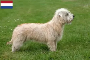 Scopri di più sull'articolo Allevatori e cuccioli di Irish Glen of Imaal Terrier in Olanda