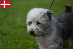 Scopri di più sull'articolo Allevatori e cuccioli di Irish Glen of Imaal Terrier in Danimarca
