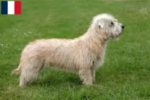 Scopri di più sull'articolo Allevatori e cuccioli di Irish Glen of Imaal Terrier in Francia