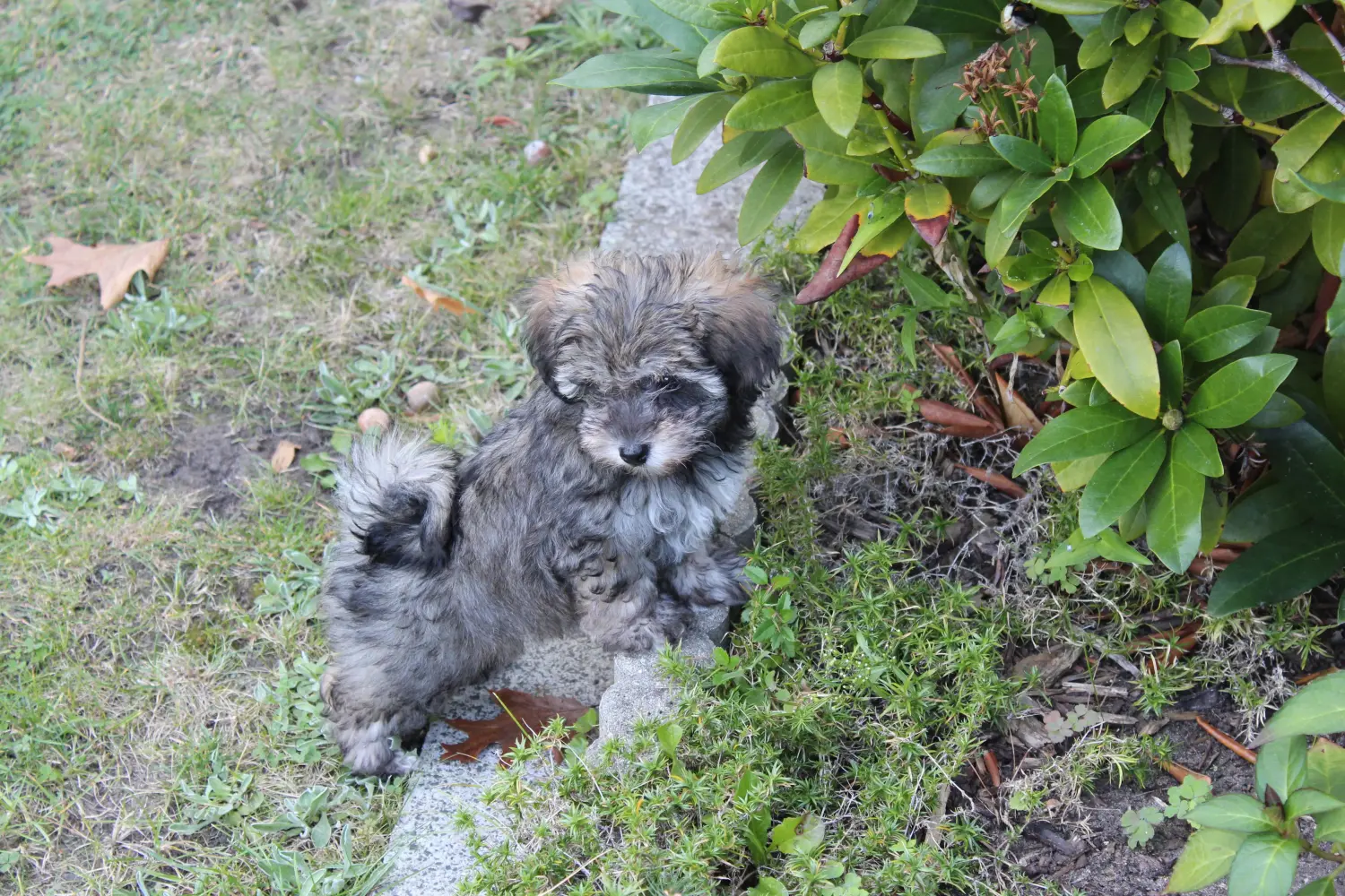 Acquistare un cucciolo di Irish Glen of Imaal Terrier significa assumersi delle responsabilità! Comprare cuccioli di Irish Glen of Imaal Terrier.