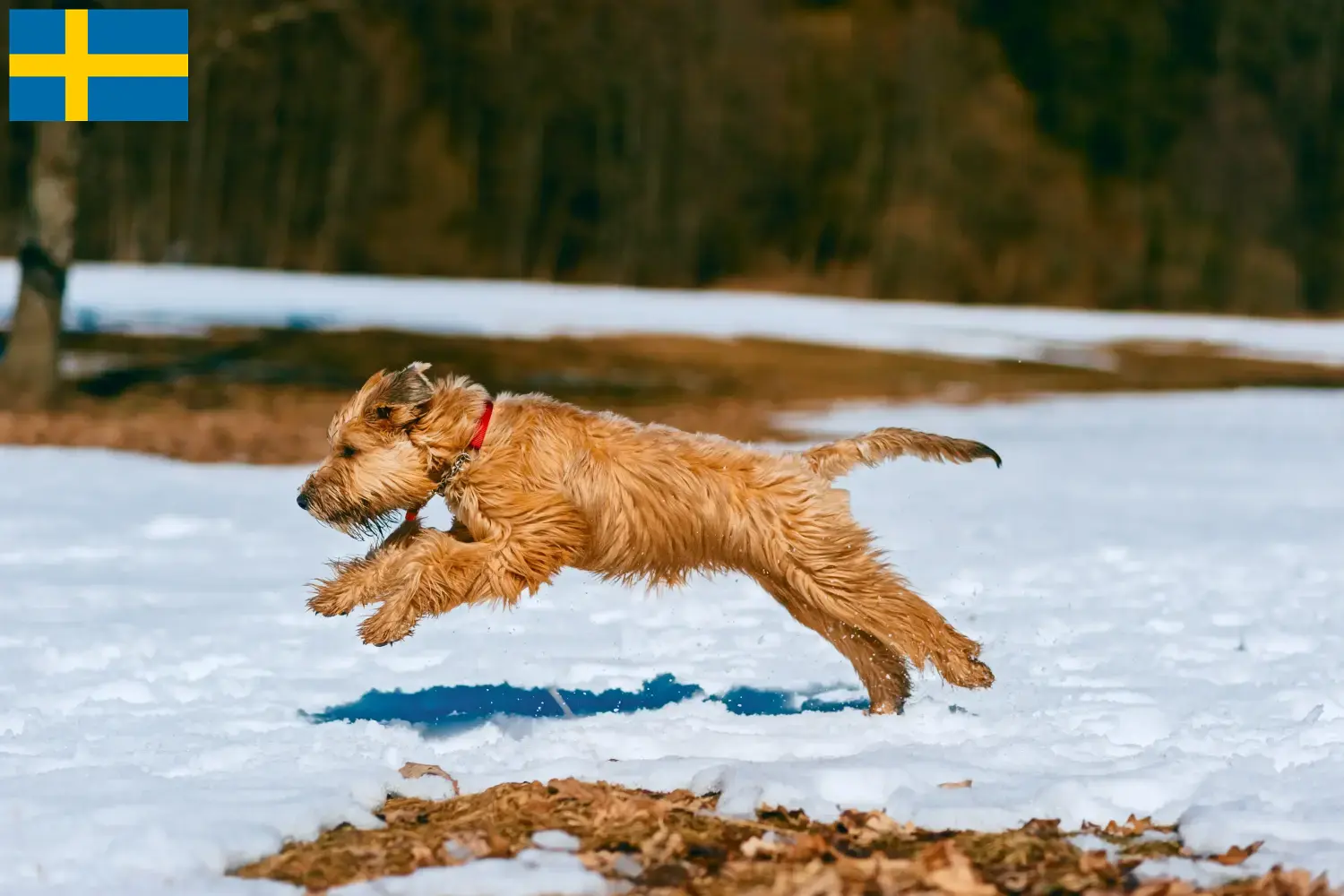 Scopri di più sull'articolo Allevamenti e cuccioli di Irish Soft Coated Wheaten Terrier in Svezia