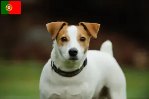 Scopri di più sull'articolo Allevatori di Jack Russell e cuccioli in Portogallo