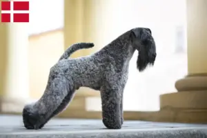 Scopri di più sull'articolo Allevatori di Kerry Blue Terrier e cuccioli in Danimarca