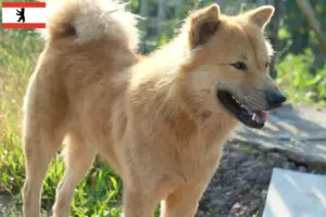 Scopri di più sull'articolo Allevatori e cuccioli di Kintamani a Berlino