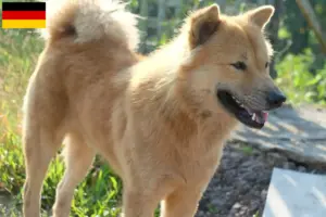 Scopri di più sull'articolo Allevatori di Kintamani e cuccioli in Germania