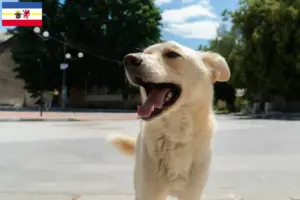Scopri di più sull'articolo Allevatori e cuccioli di Kintamani in Meclemburgo-Pomerania Anteriore