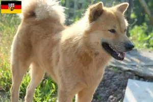Scopri di più sull'articolo Allevatori di Kintamani e cuccioli in Saarland
