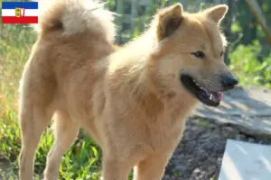Scopri di più sull'articolo Allevatori di Kintamani e cuccioli in Schleswig-Holstein
