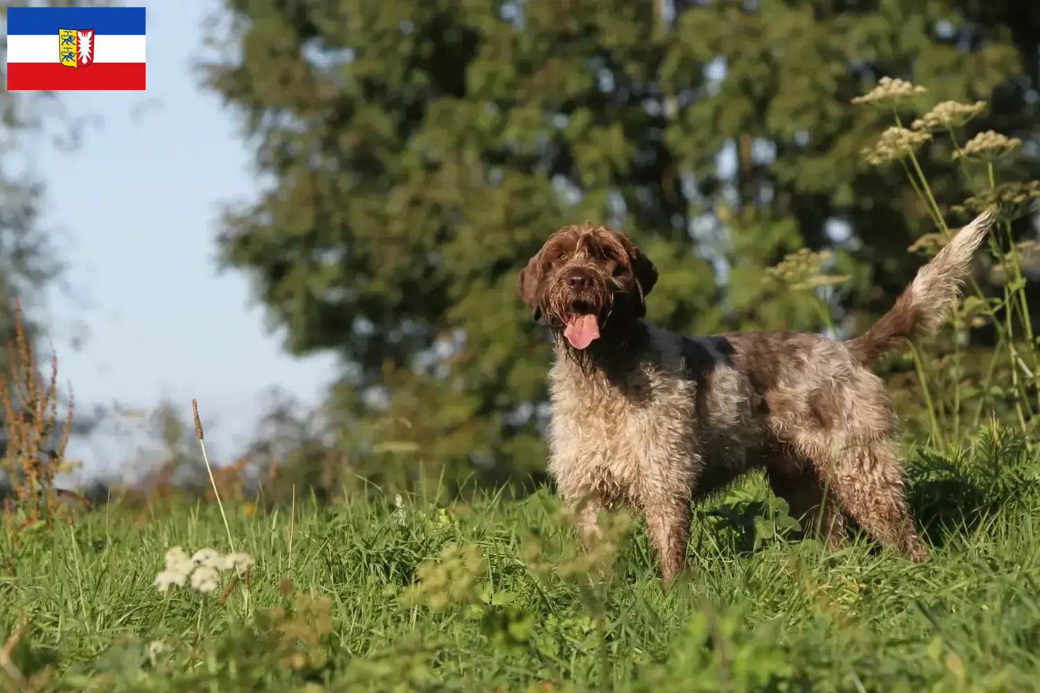 Cuccioli di Korthals Griffon e allevatori Schleswig-Holstein Qui troverete gli allevatori di Griffon d'arrêt à poil durs in Schleswig-Holstein.