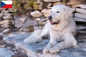 Scopri di più sull'articolo Allevatori di Kuvasz e cuccioli in Repubblica Ceca