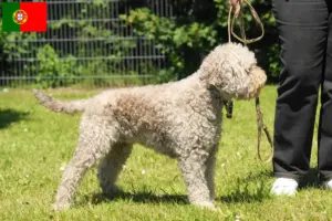 Scopri di più sull'articolo Allevatori e cuccioli di Lagotto Romagnolo in Portogallo