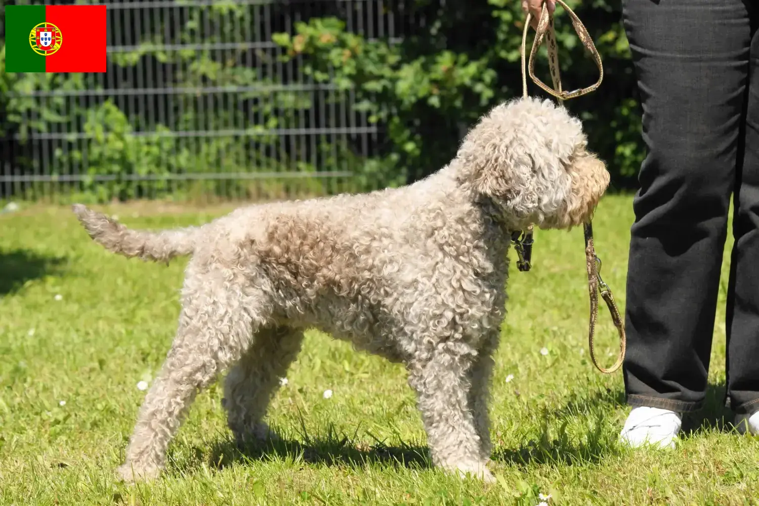 Cuccioli di Lagotto Romagnolo e allevatori Portogallo Qui potete trovare gli allevatori di Lagotto Romagnolo in Portogallo.