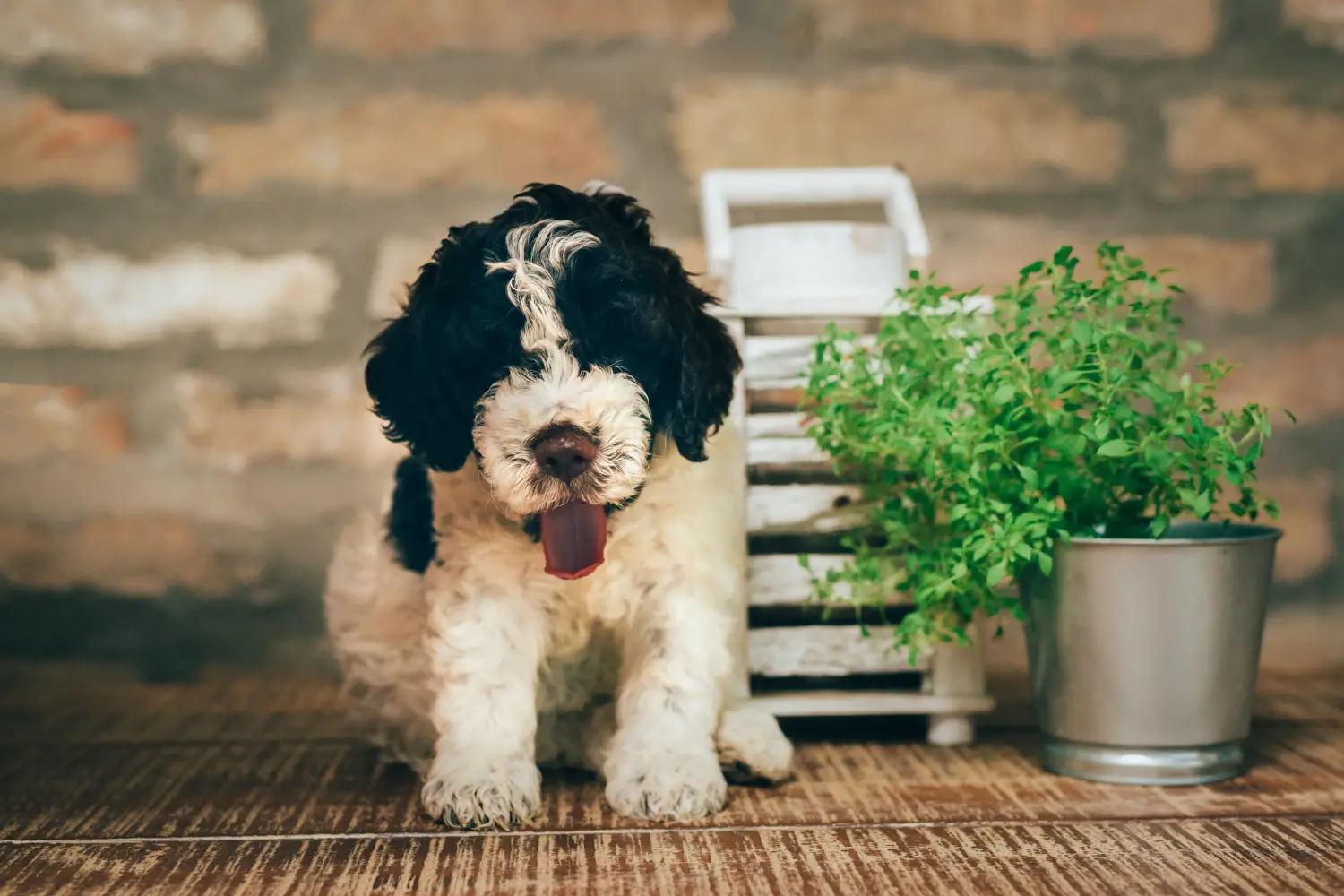 Acquistare un cucciolo di Lagotto Romagnolo significa assumersi delle responsabilità! Comprare cuccioli di Lagotto Romagnolo.