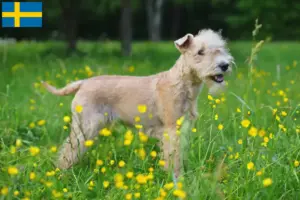 Scopri di più sull'articolo Allevatori e cuccioli di Lakeland Terrier in Svezia
