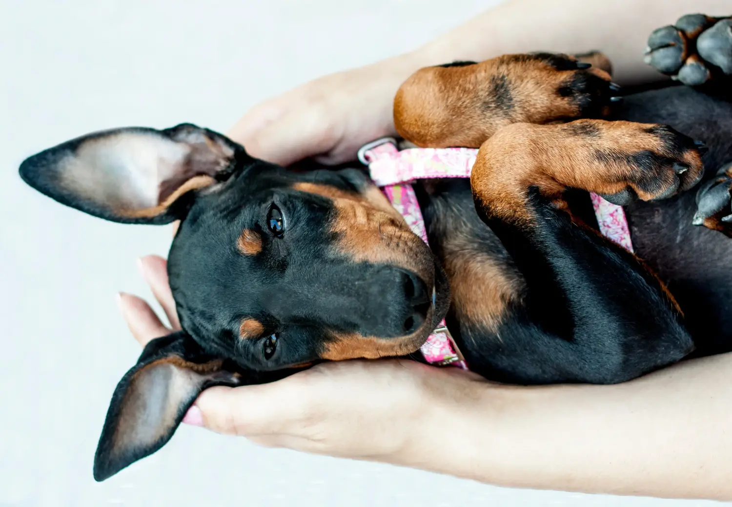 Acquistare un cucciolo di Manchester Terrier significa assumersi delle responsabilità! Comprare cuccioli di Manchester Terrier.