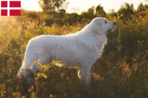 Scopri di più sull'articolo Allevatori di cani da pastore maremmani abruzzesi e cuccioli in Danimarca