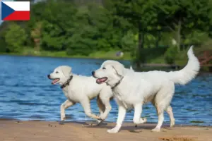 Scopri di più sull'articolo Allevatori di cani da pastore maremmano abruzzese e cuccioli in Repubblica Ceca
