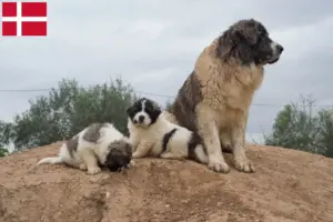 Scopri di più sull'articolo Allevatori di Mastín del Pirineo e cuccioli in Danimarca