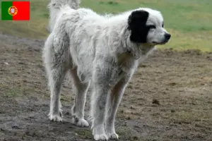 Scopri di più sull'articolo Allevatori e cuccioli di Mastín del Pirineo in Portogallo
