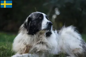 Scopri di più sull'articolo Allevatori di Mastín del Pirineo e cuccioli in Svezia