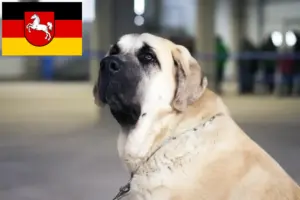 Scopri di più sull'articolo Allevatori di Mastín Español e cuccioli in Bassa Sassonia