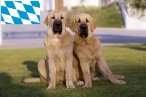 Scopri di più sull'articolo Allevatori di Mastín Español e cuccioli in Baviera