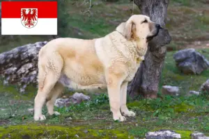 Scopri di più sull'articolo Allevatori di Mastín Español e cuccioli a Brandeburgo