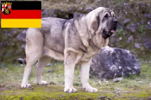 Scopri di più sull'articolo Allevatori e cuccioli di Mastín Español in Renania-Palatinato