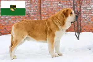 Scopri di più sull'articolo Allevatori di Mastín Español e cuccioli in Sassonia
