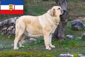 Scopri di più sull'articolo Allevatori di Mastín Español e cuccioli in Schleswig-Holstein