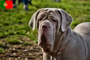 Scopri di più sull'articolo Allevatori di Mastino Napoletano e cuccioli in Portogallo