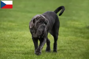 Scopri di più sull'articolo Allevatori di Mastino Napoletano e cuccioli in Repubblica Ceca