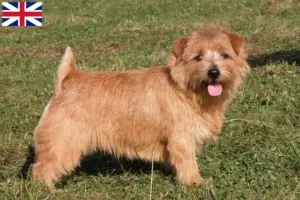 Scopri di più sull'articolo Allevatori di Norfolk Terrier e cuccioli in Gran Bretagna