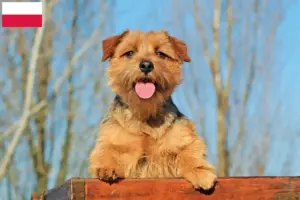 Scopri di più sull'articolo Allevatori di Norfolk Terrier e cuccioli in Polonia