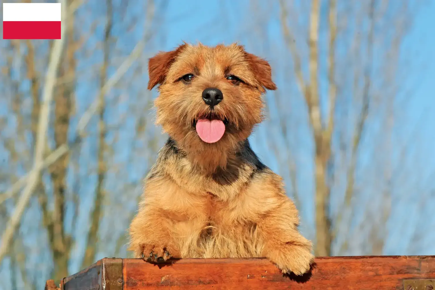 Scopri di più sull'articolo Allevatori di Norfolk Terrier e cuccioli in Polonia