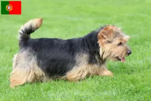 Scopri di più sull'articolo Allevatori e cuccioli di Norfolk Terrier in Portogallo