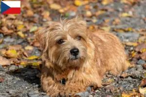 Scopri di più sull'articolo Allevatori di Norfolk Terrier e cuccioli in Repubblica Ceca