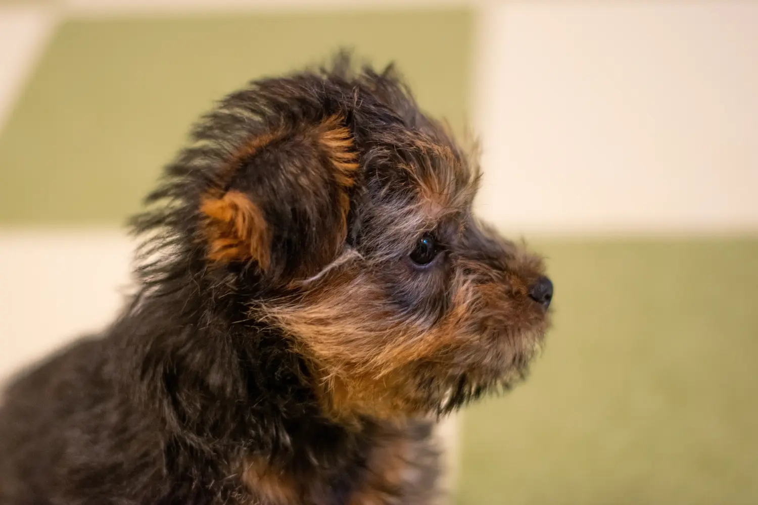 Acquistare un cucciolo di Norfolk Terrier significa assumersi delle responsabilità! Comprare cuccioli di Norfolk Terrier.