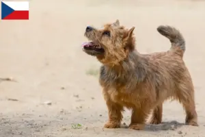 Scopri di più sull'articolo Allevatori di Norwich Terrier e cuccioli in Repubblica Ceca