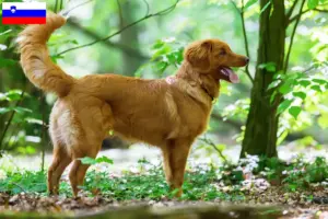 Scopri di più sull'articolo Allevatori di Duck Tolling Retriever Nova Scotia e cuccioli in Slovenia