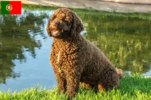 Scopri di più sull'articolo Allevatori di Perro de Agua Español e cuccioli in Portogallo