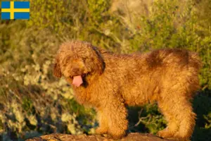 Scopri di più sull'articolo Allevatori di Perro de Agua Español e cuccioli in Svezia