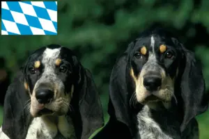 Scopri di più sull'articolo Allevatori di Petit Bleu de Gascogne e cuccioli in Baviera
