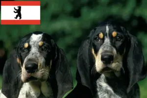Scopri di più sull'articolo Allevatori e cuccioli di Petit Bleu de Gascogne a Berlino