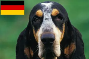 Scopri di più sull'articolo Allevatori di Petit Bleu de Gascogne e cuccioli in Germania