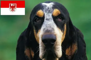 Scopri di più sull'articolo Allevatori di Petit Bleu de Gascogne e cuccioli a Brandeburgo
