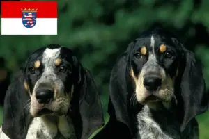 Scopri di più sull'articolo Allevatori di Petit Bleu de Gascogne e cuccioli in Hessen