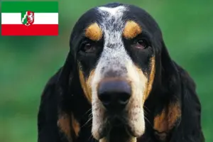 Scopri di più sull'articolo Allevatori di Petit Bleu de Gascogne e cuccioli in Nord Reno-Westfalia