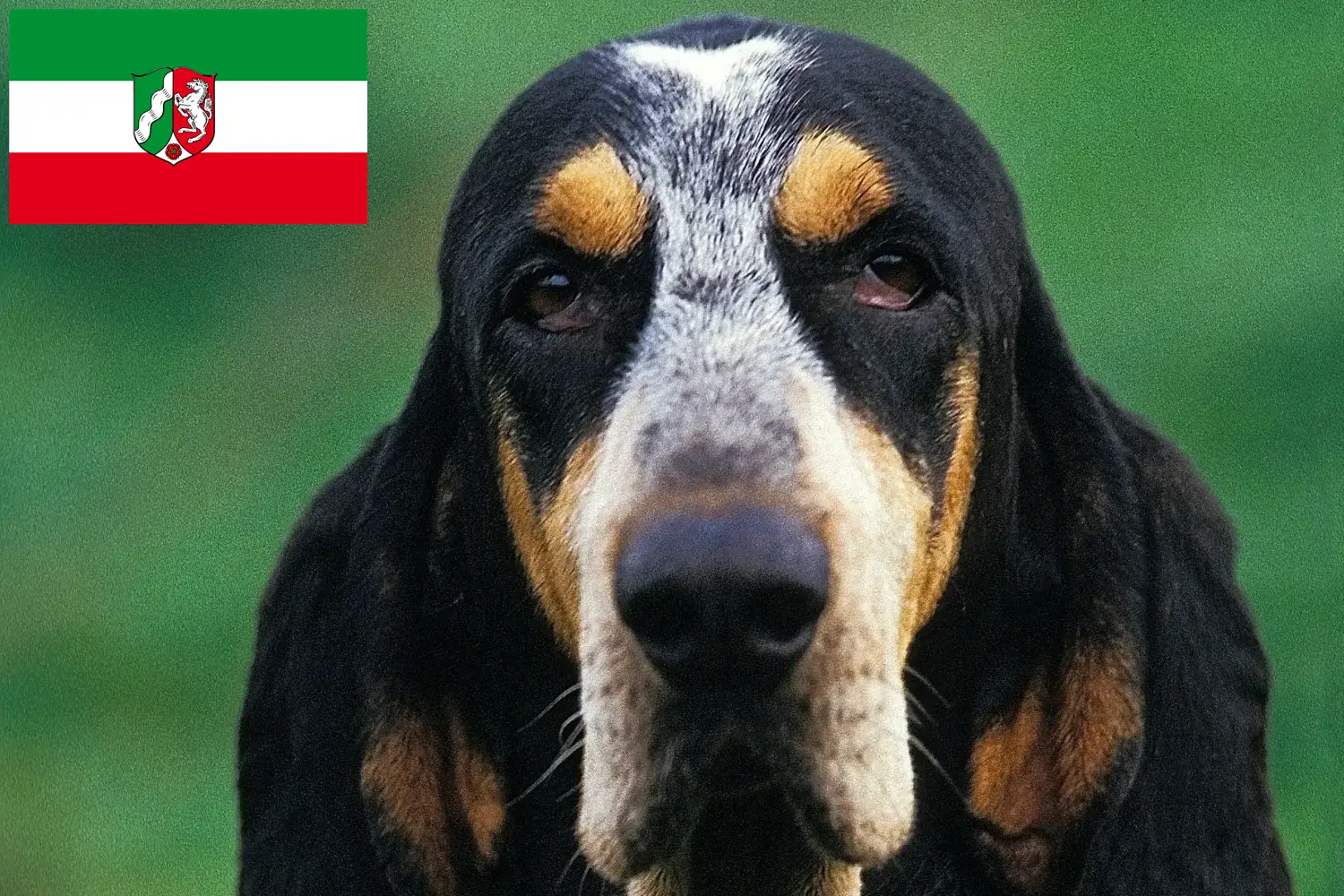 Scopri di più sull'articolo Allevatori di Petit Bleu de Gascogne e cuccioli in Nord Reno-Westfalia